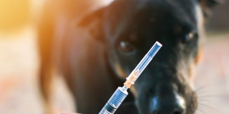 Pandemiye “komplo” diyen aşı karşıtlarının vardığı yer: Kuduz vakasını reddetmek