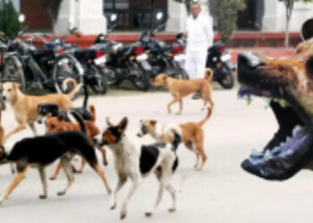 Başıboş köpekler, doğa, insan ve zihniyet krizimiz