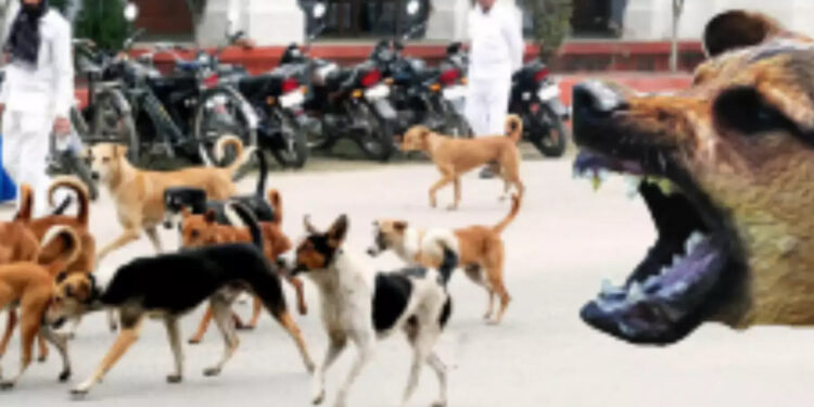 Başıboş köpekler, doğa, insan ve zihniyet krizimiz